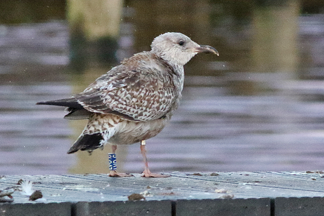 Zilvermeeuw